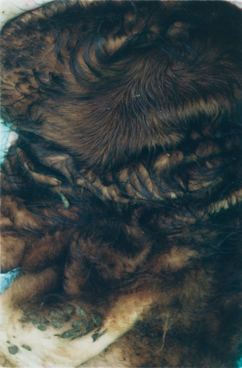 regain_un-abattoir-mobile-pour-une-meilleure-fin_printemps-2022_08