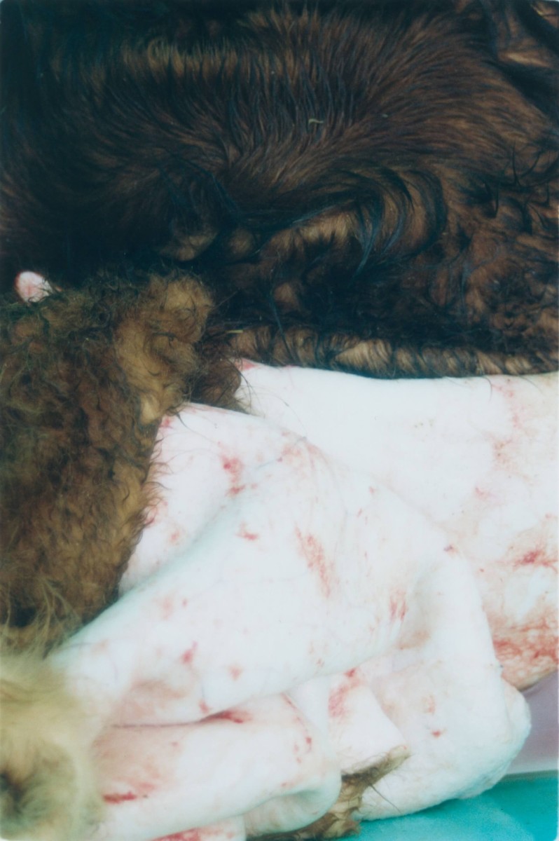 regain_un-abattoir-mobile-pour-une-meilleure-fin_printemps-2022_09