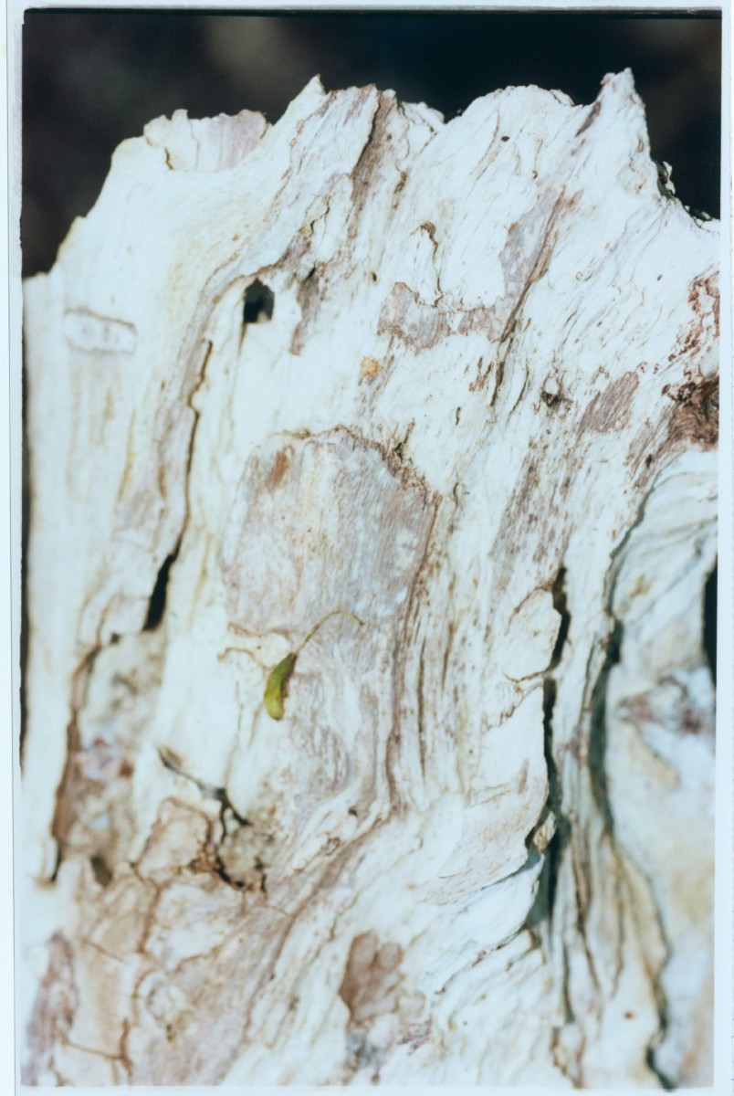 regain_comme-des-fruits-seches-prives-de-leur-rondeur-humide_ete-2023_04