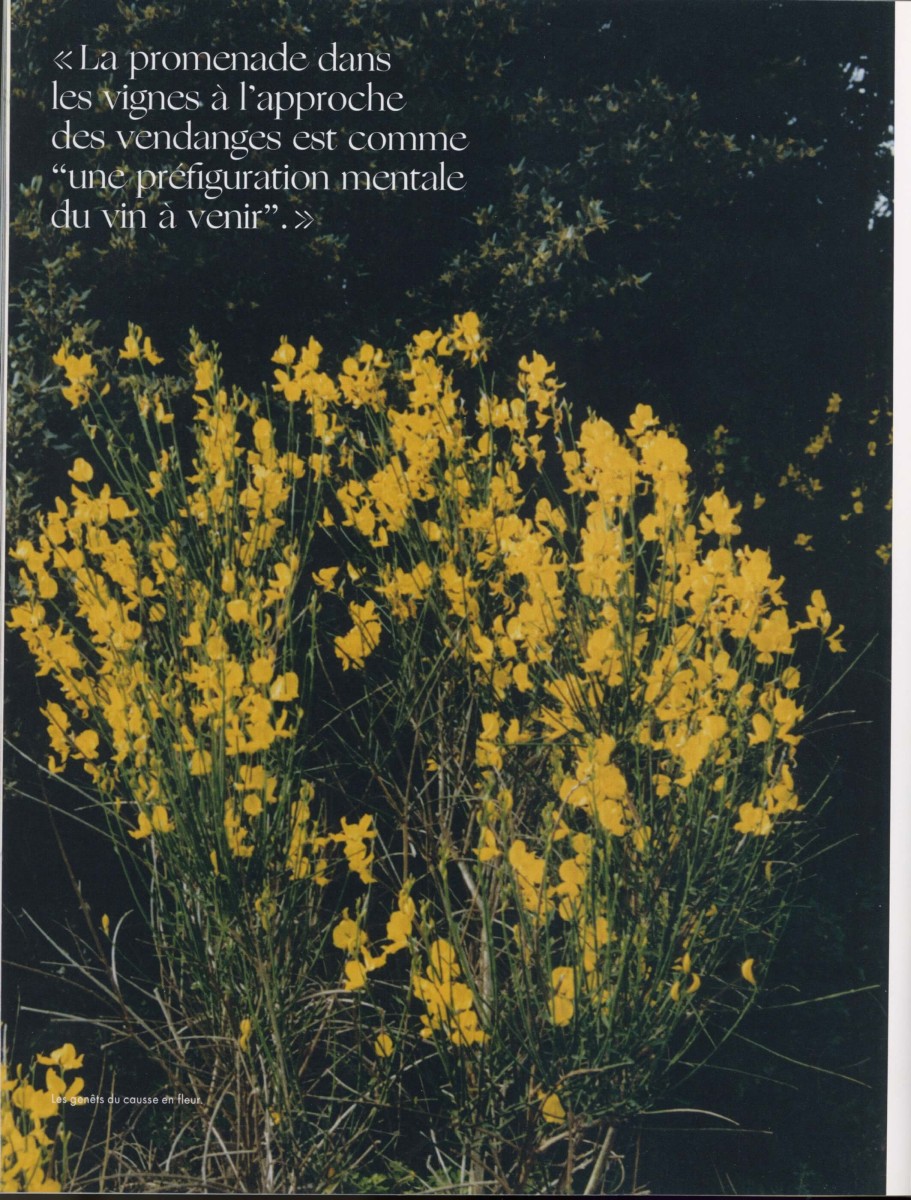 regain_l-absurde-genie-du-causse-fleuri_ete-2022_07