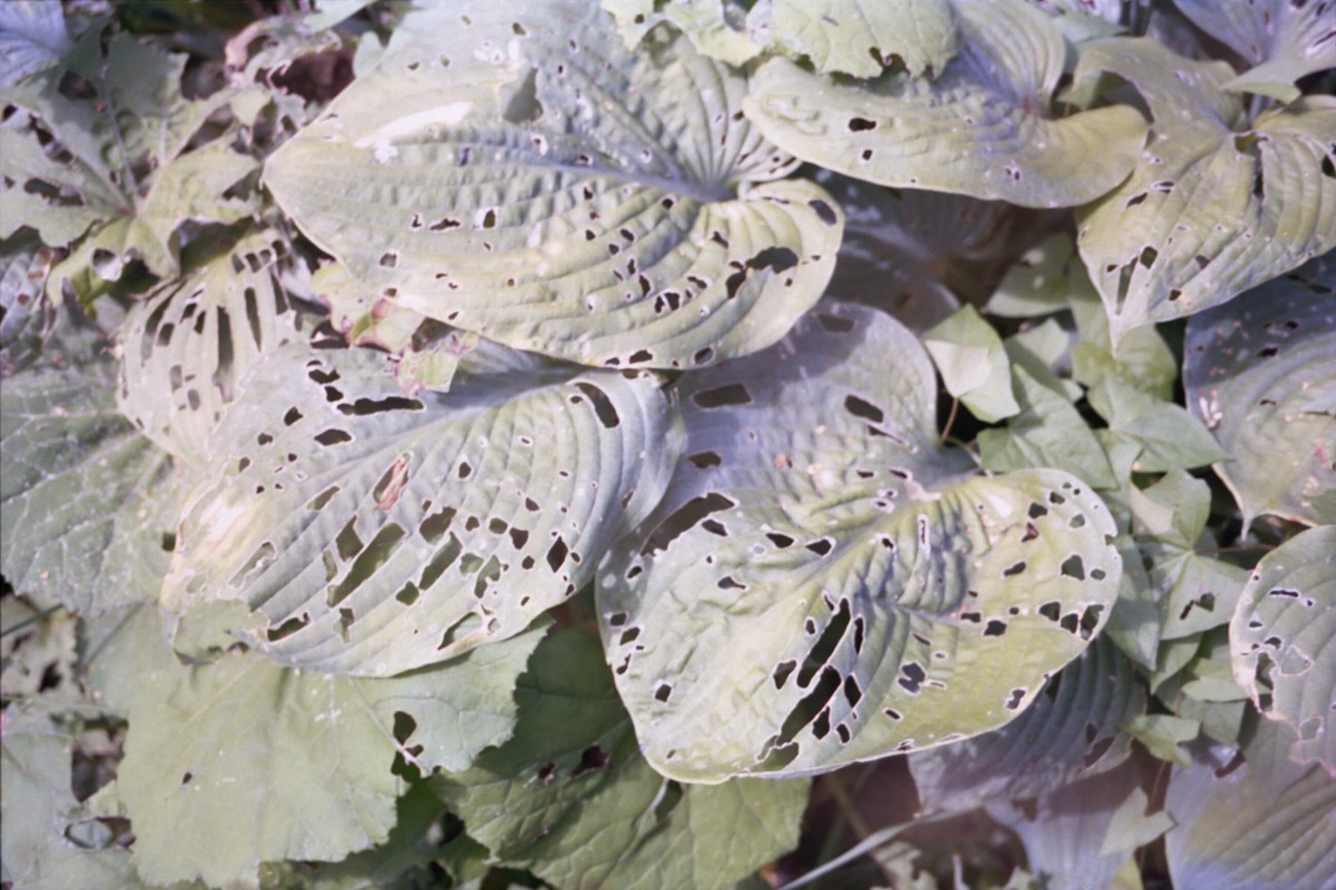 25x40cm