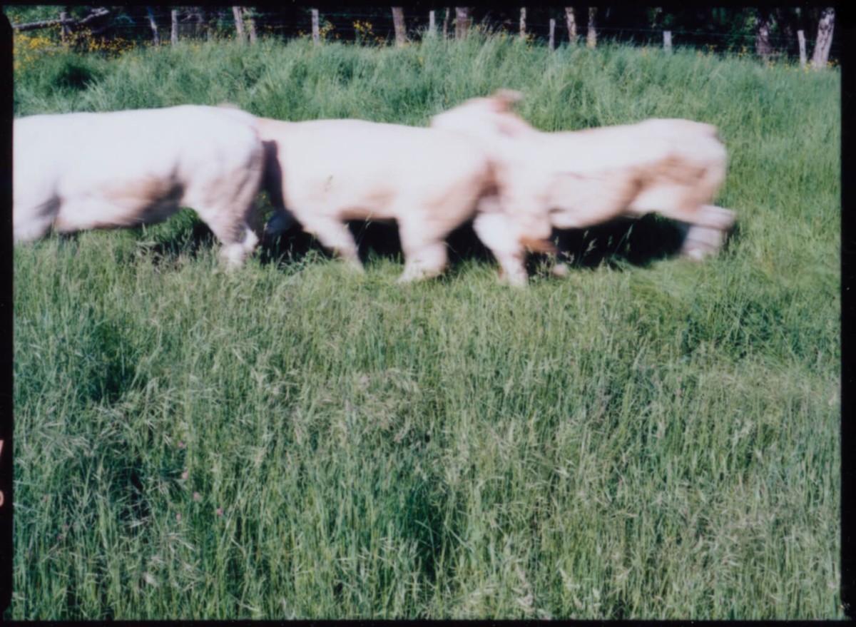 laterreamoureuse_hd_436_b