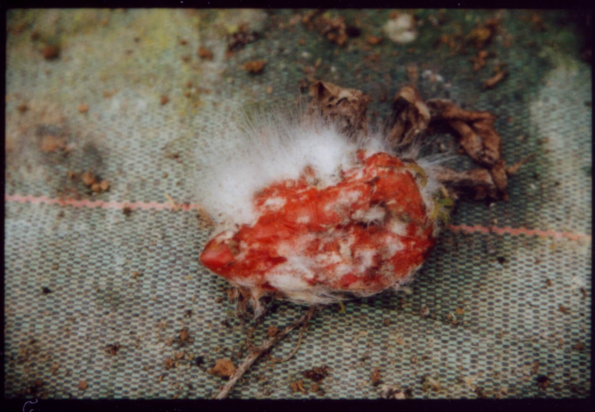 laterreamoureuse_hd_268
