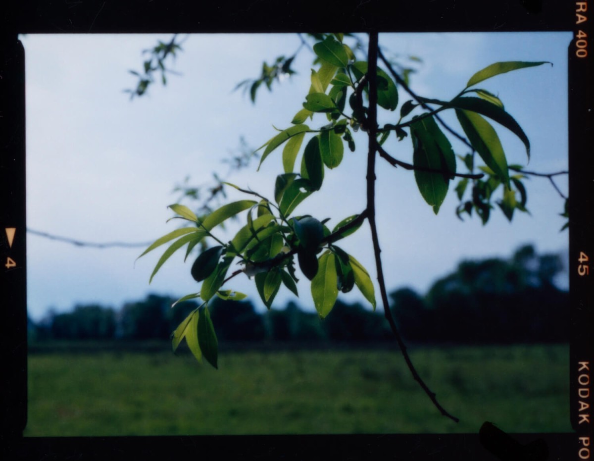 laterreamoureuse_hd_730