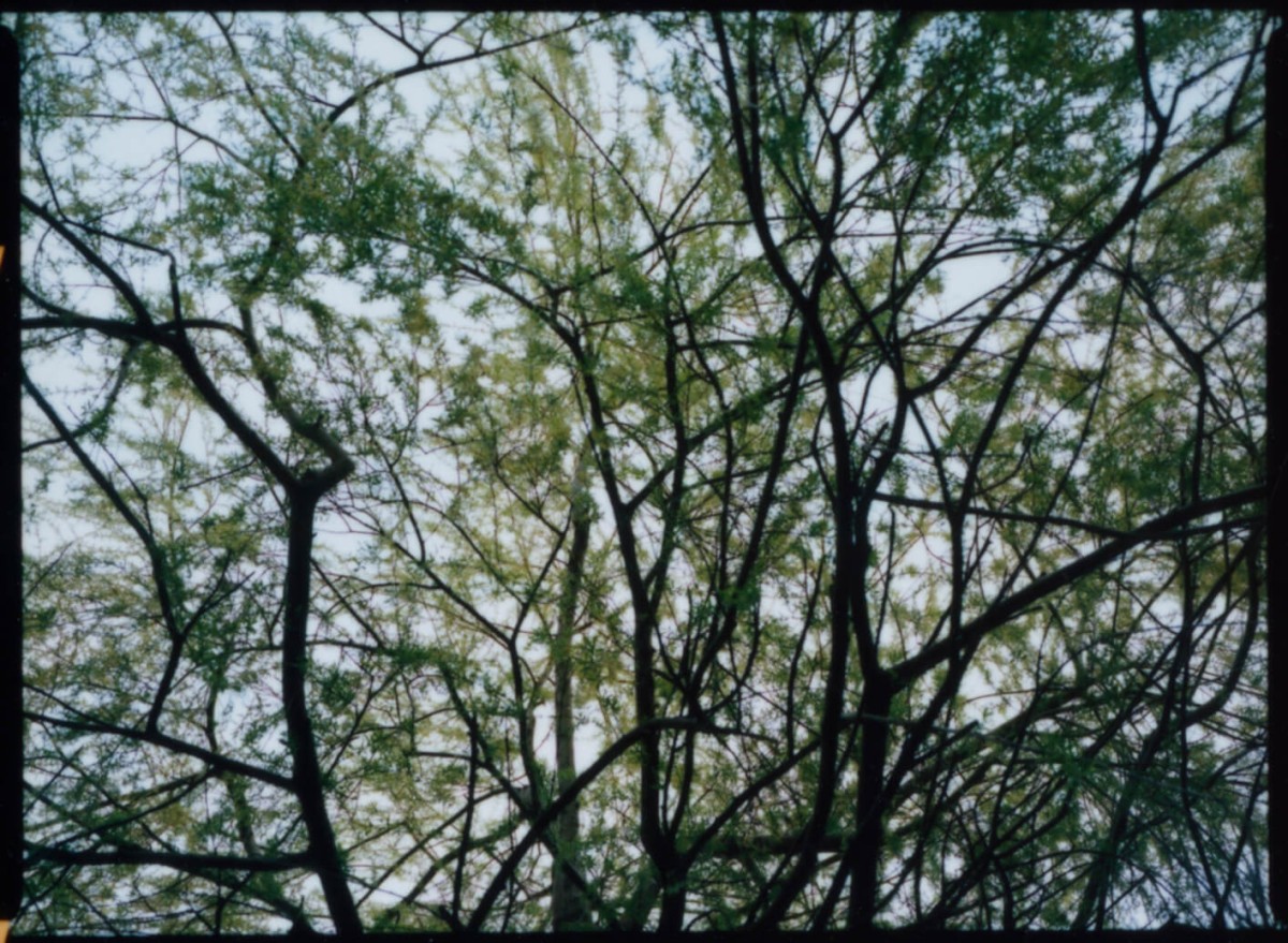 laterreamoureuse_hd_340_b