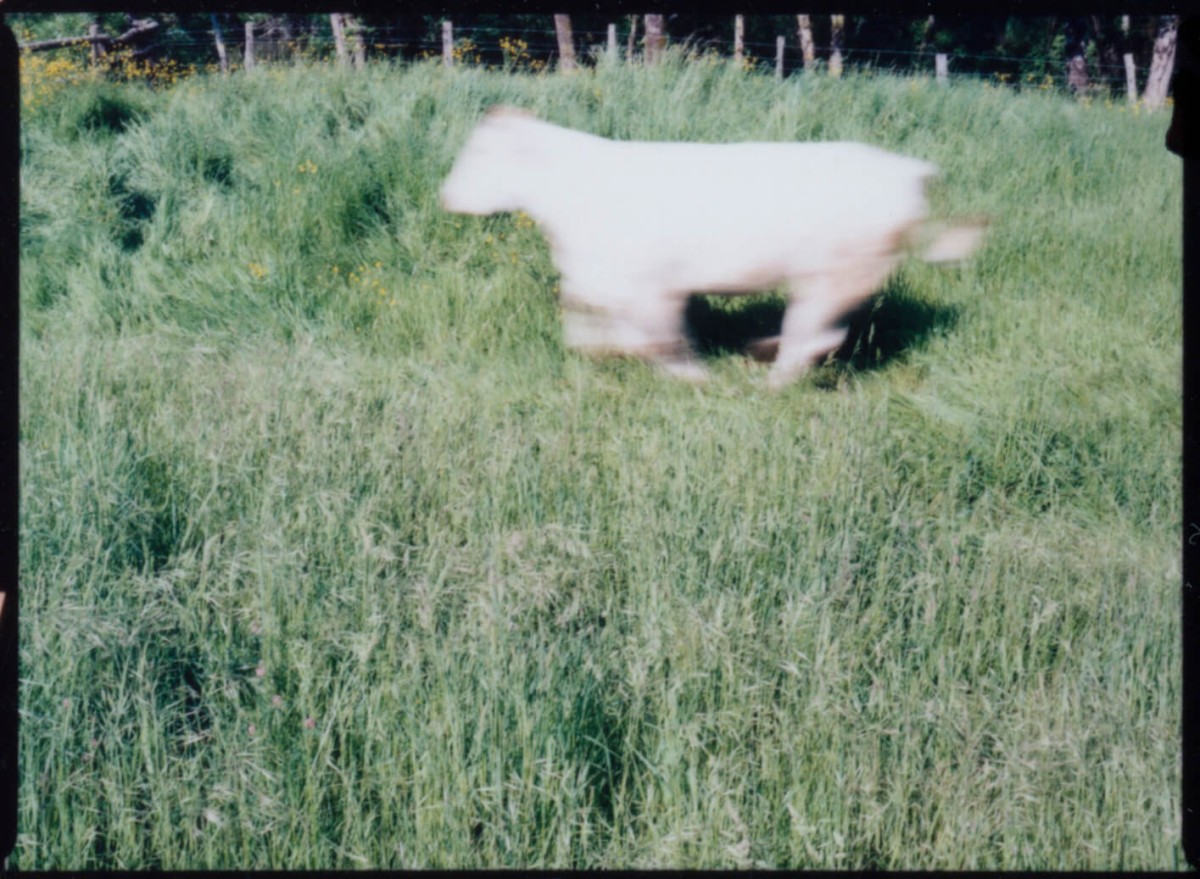 laterreamoureuse_hd_432_b