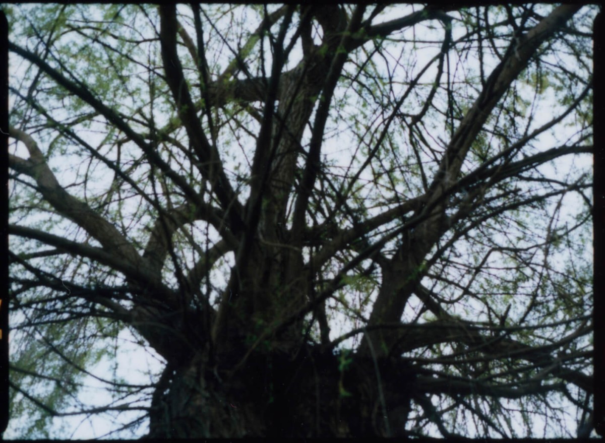 laterreamoureuse_hd_339_b