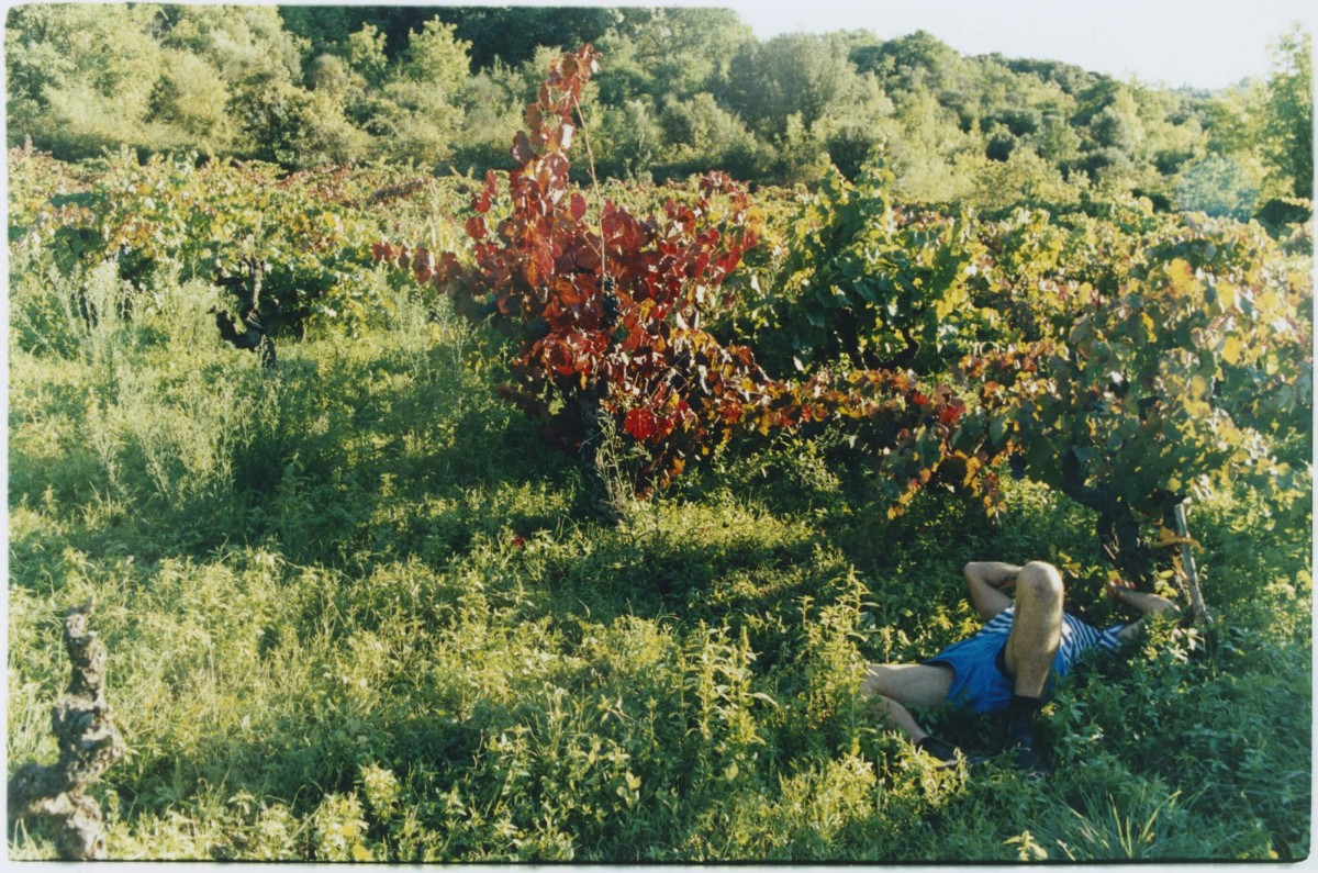 tom-dans-ses-vignes-2022